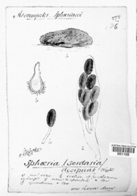 Coniochaeta sordaria image